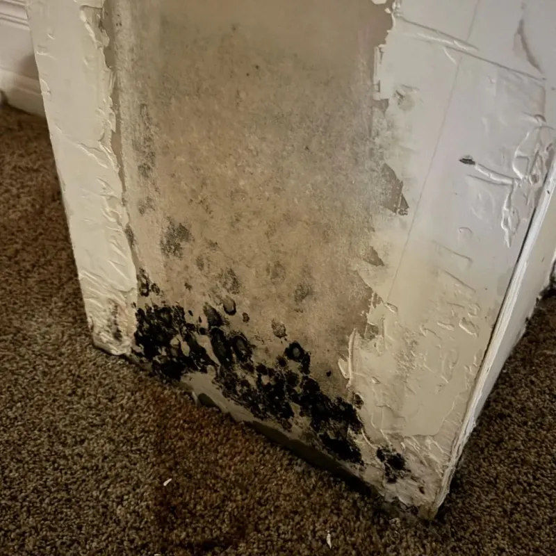 Professional Mold Removal in Shaw, MS